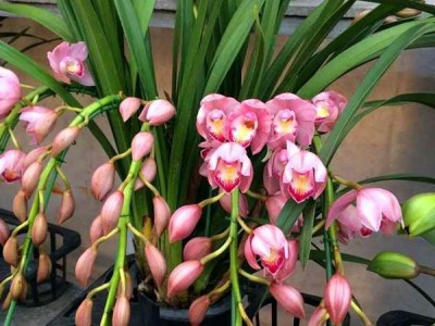 花卉盆景批发 大花蕙兰批发 盆栽花卉 无土盆栽花卉植物 家居摆放花卉植物懒人绿植小盆栽花卉水培植物桌面办公室内盆景