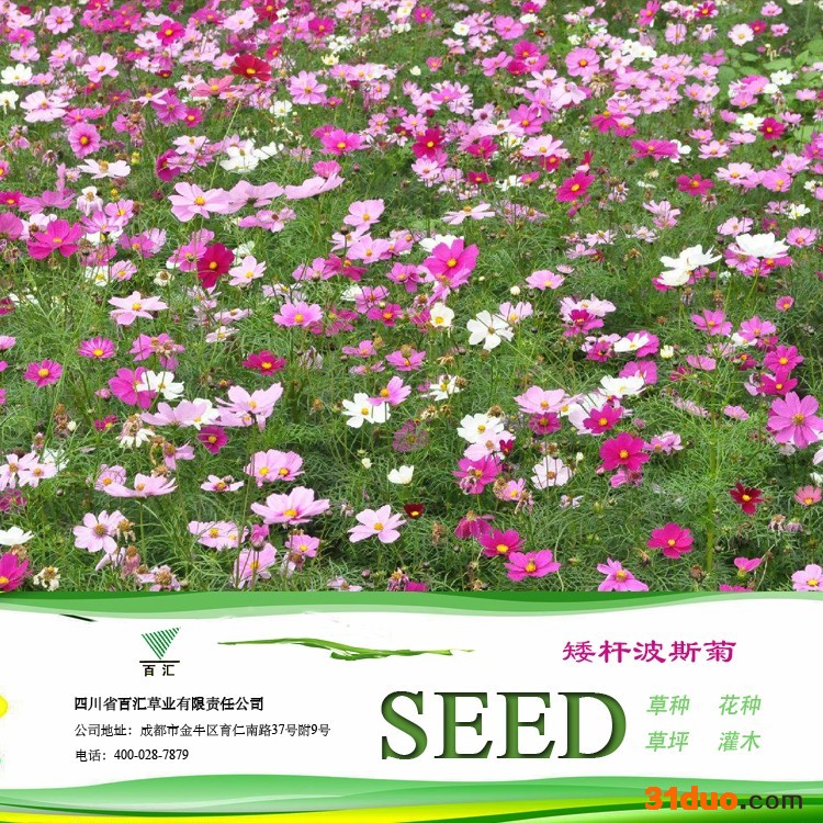 四川花卉种子 成都花卉种子 矮杆波斯菊种子 批发零售