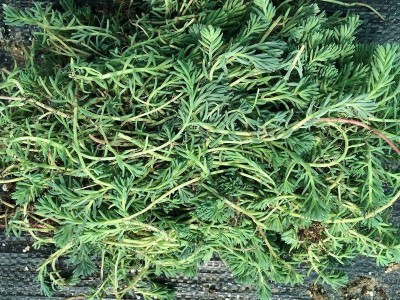 砍头苗薄雪万年 兴隆源花卉多肉植物