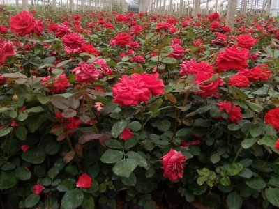 月季批发 花卉种植批发 青州鑫超