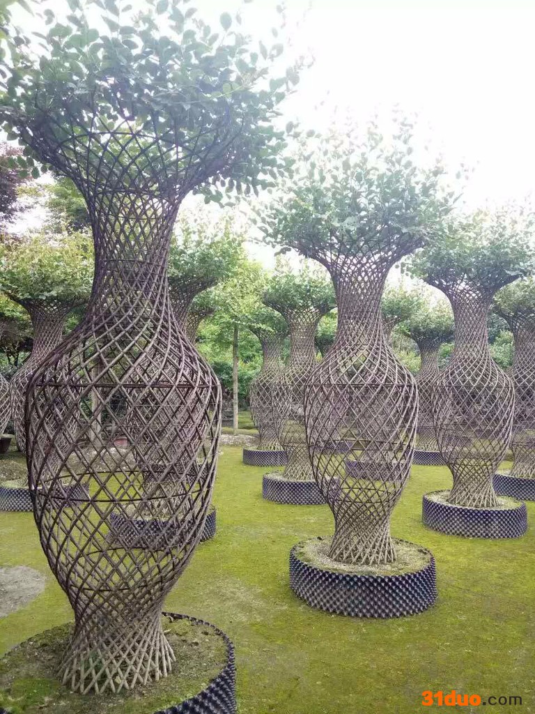 雨燕 花木 花卉 园艺农作物批发销售