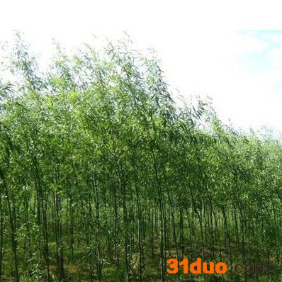 供应菜籽油.各类花卉种植、