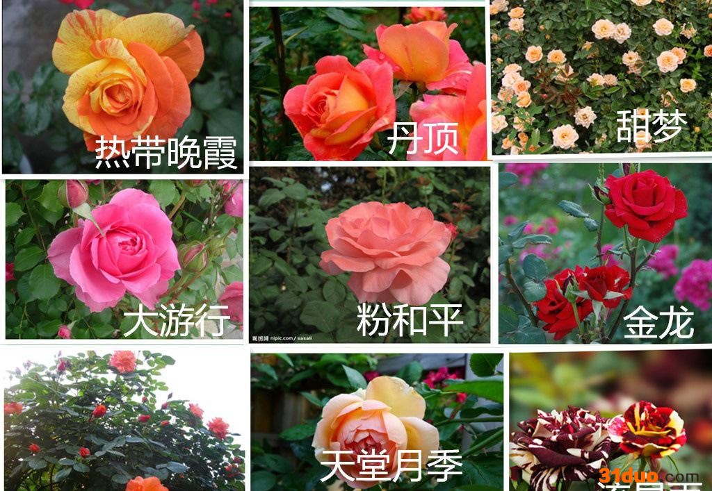 出售绿化花卉 盆栽藤本月季苗 树形月季 庭院花木 花卉盆栽