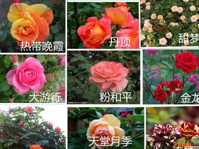 出售绿化花卉 盆栽藤本月季苗 树形月季 庭院花木 花卉盆栽