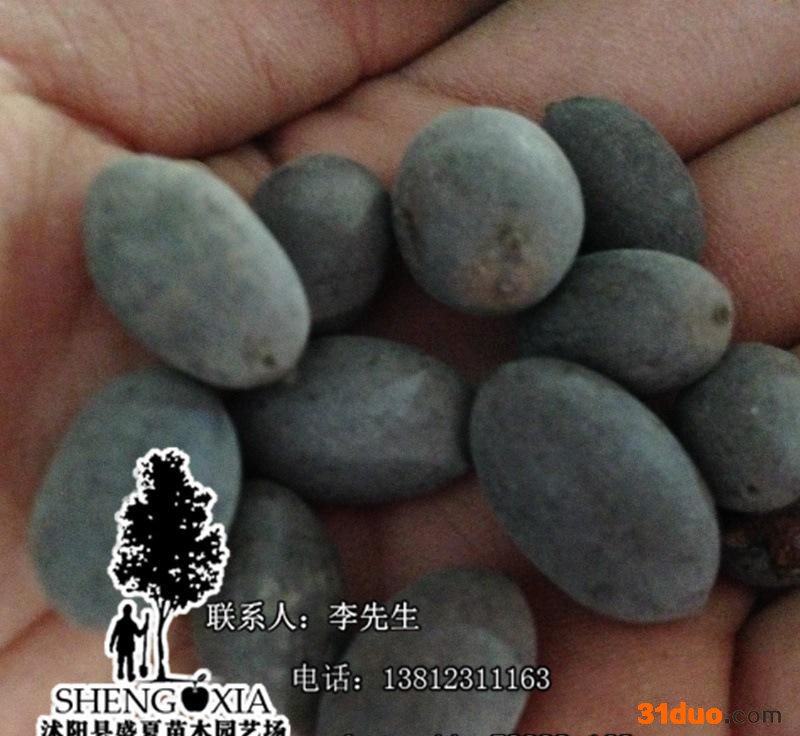 促销水生花卉植物种子 盆栽荷花莲花碗莲 睡莲 花卉种子水培植物