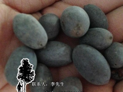 促销水生花卉植物种子 盆栽荷花莲花碗莲 睡莲 花卉种子水培植物