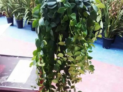 墙体爬藤花卉 室内绿植250# 大长吊口红花