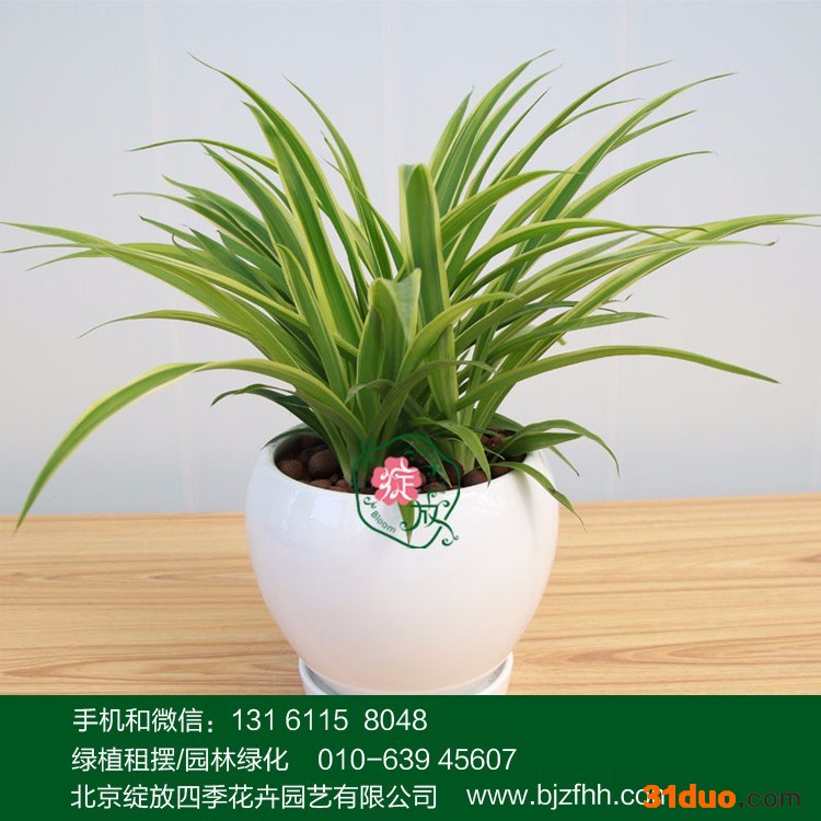 适合办公室养的花卉  北京绽放四季花卉  中小型  吊兰