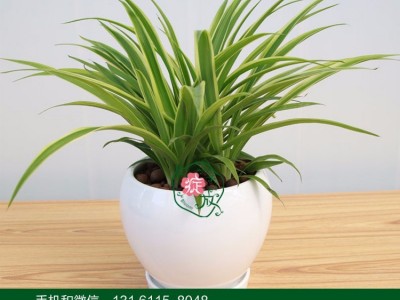 适合办公室养的花卉  北京绽放四季花卉  中小型  吊兰