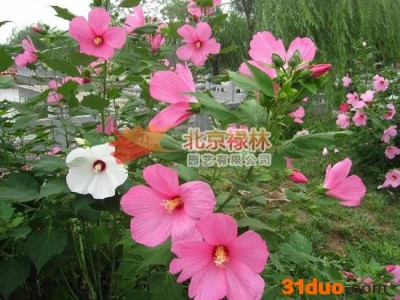 供应北京禄林芙蓉葵芙蓉葵种子 大花秋葵 花卉种子