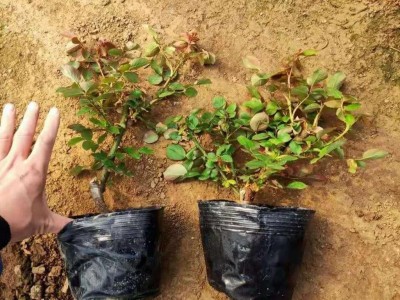 观赏花卉品种大花月季 青州绿化草花批发商