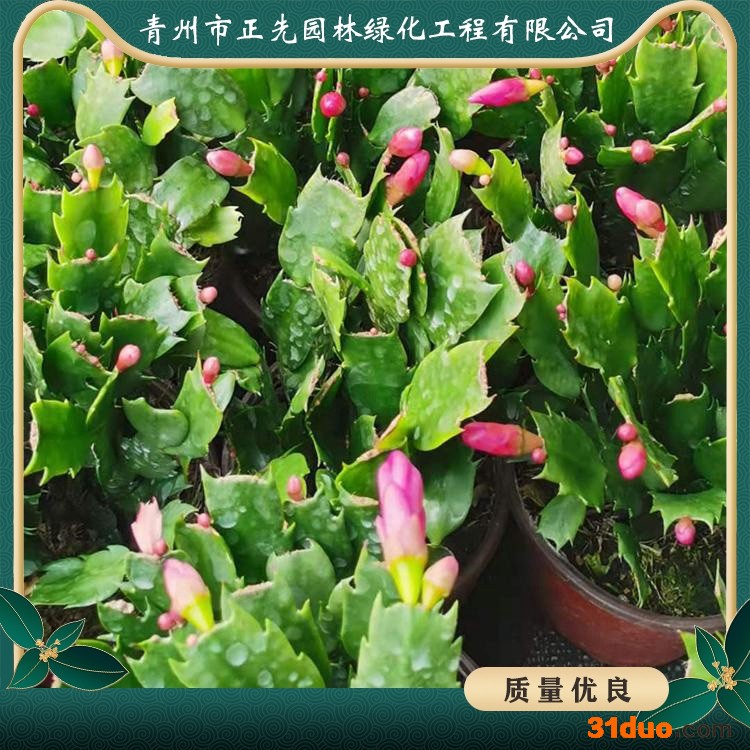 盆栽观赏花卉 蟹爪兰基地 实力商家正先 蟹爪兰苗价格