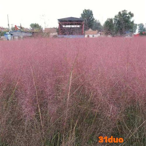 美丽花卉 粉黛乱子草粉黛乱子草供应商粉黛乱子草批发粉黛乱子草价格粉黛乱子草种植