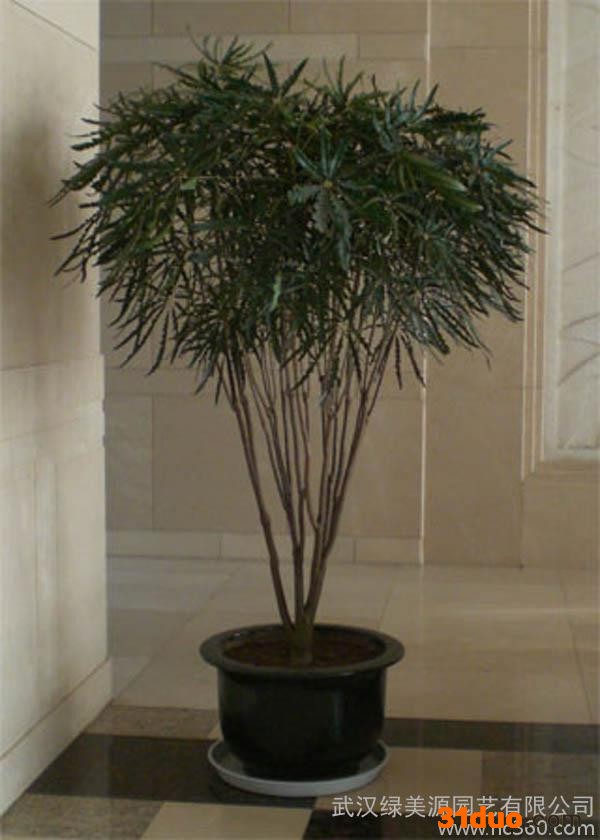 供应绿萝1武汉绿植花卉租摆