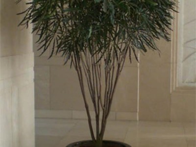 供应绿萝1武汉绿植花卉租摆