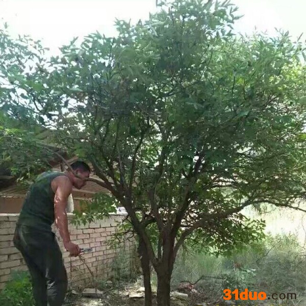 牡丹  品种牡丹 花卉种子紫斑牡丹