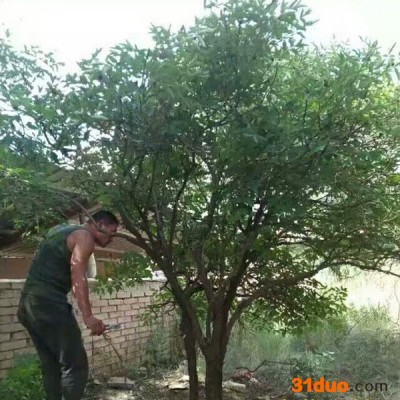 牡丹  品种牡丹 花卉种子紫斑牡丹