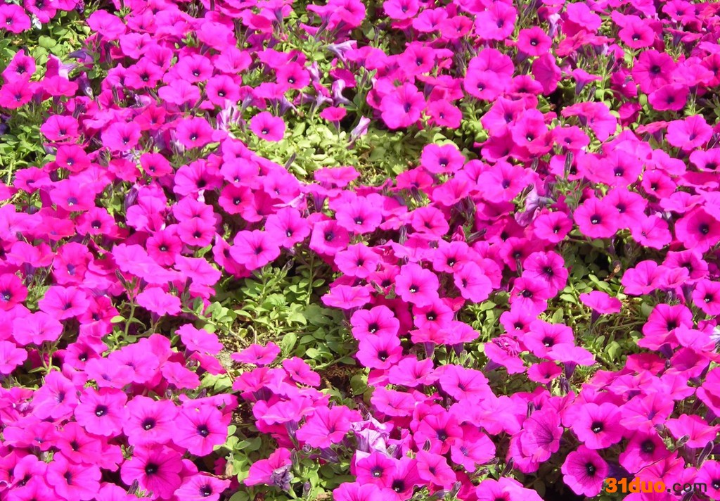 沈阳索尔 矮牵牛花草 花草花卉基地 绿化花草 绿化工程