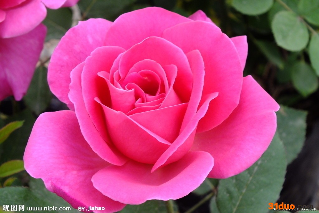 供应月季玫瑰月季玫瑰花卉苗木