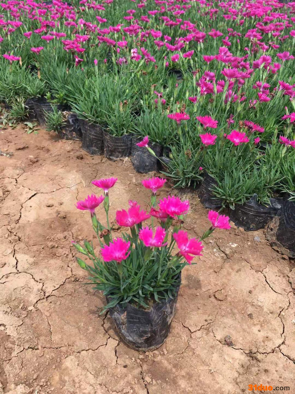 涵香花卉欧石竹欧石竹种植欧石竹批发