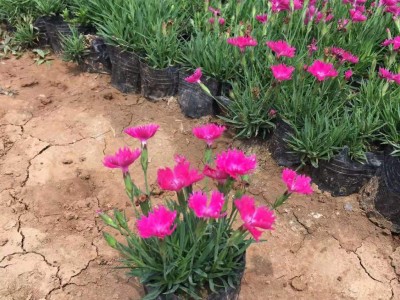 涵香花卉欧石竹欧石竹种植欧石竹批发