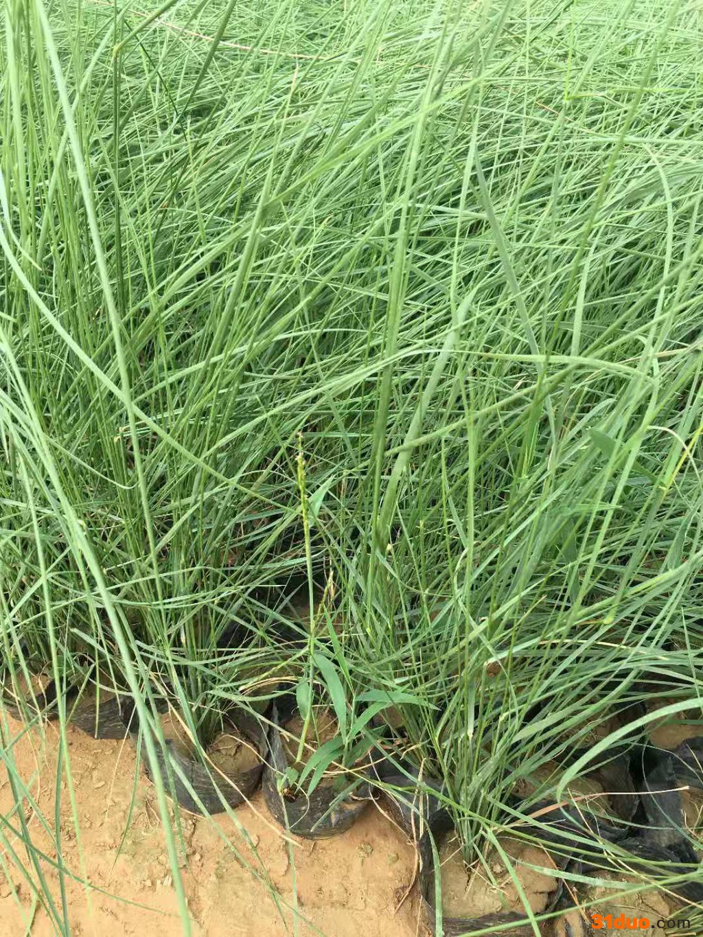 涵香花卉粉黛乱子草花海花海工程粉黛乱子草价格