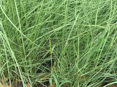 涵香花卉粉黛乱子草花海花海工程粉黛乱子草价格