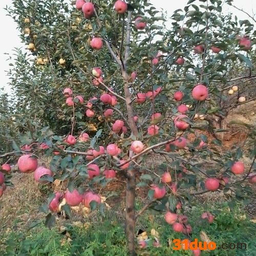 花卉绿植盆栽植物嫁接苹果树苗