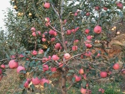 花卉绿植盆栽植物嫁接苹果树苗