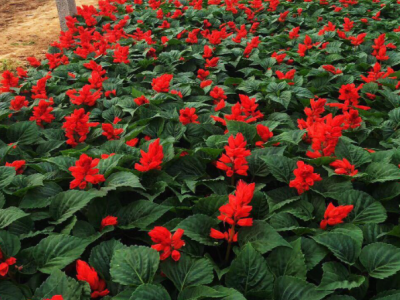 东辉销售  一串红 节日花卉  国庆花  苗木花卉 苗圃种植直发  欢迎询价