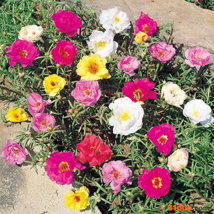 半枝莲花卉 出售盆栽花卉半枝莲 大量批发