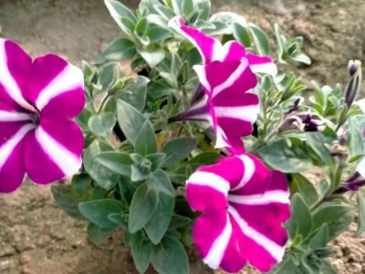 东辉花卉销售  垂吊牵牛 垂钓牵牛 绿化花卉  苗木花卉  欢迎询价