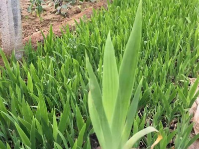 涵香花卉鸢草鸢草种植鸢草批发鸢草价格