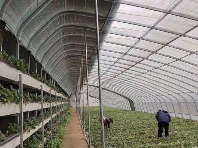 花卉大棚 单体大棚管 温室大棚价格