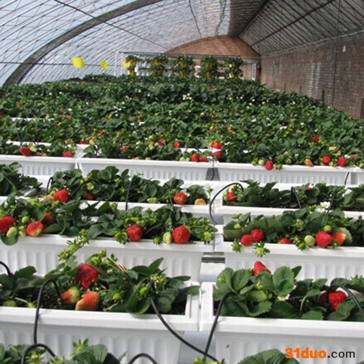 鑫宝金20210508 青州花卉蔬果温室 葡萄玻璃温室大棚 木耳薄膜温室大棚