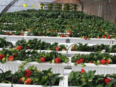 鑫宝金20210508 青州花卉蔬果温室 葡萄玻璃温室大棚 木耳薄膜温室大棚