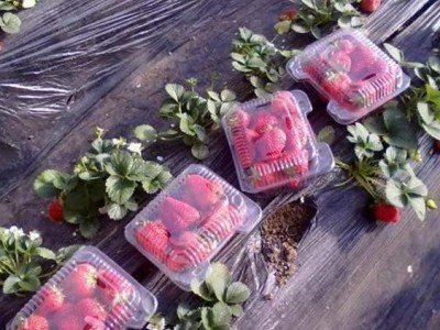 阳台月季花玫瑰花盆栽四季花卉微型微月露台系列庭院植物花卉小苗