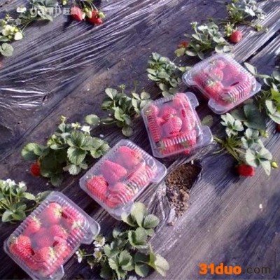 阳台月季花玫瑰花盆栽四季花卉微型微月露台系列庭院植物花卉小苗