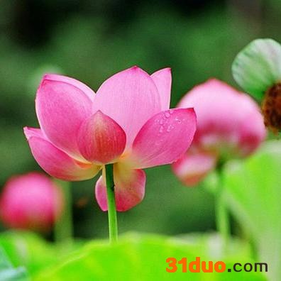 淀之宝  花卉种子、种苗  水生植物