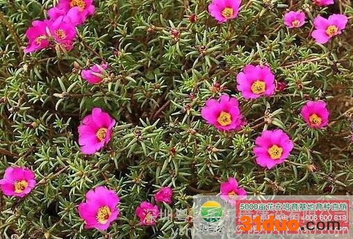 花卉种子、种苗 太阳花花卉种子