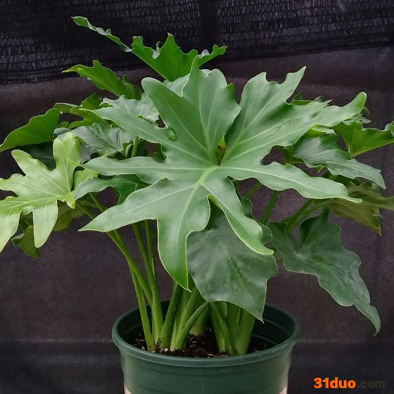 芜湖绿植布置室内花卉租赁花卉观叶植物