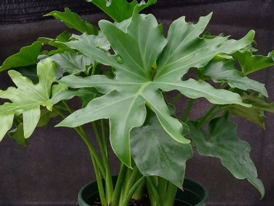 芜湖绿植布置室内花卉租赁花卉观叶植物