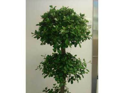 供应北京花卉租赁公司