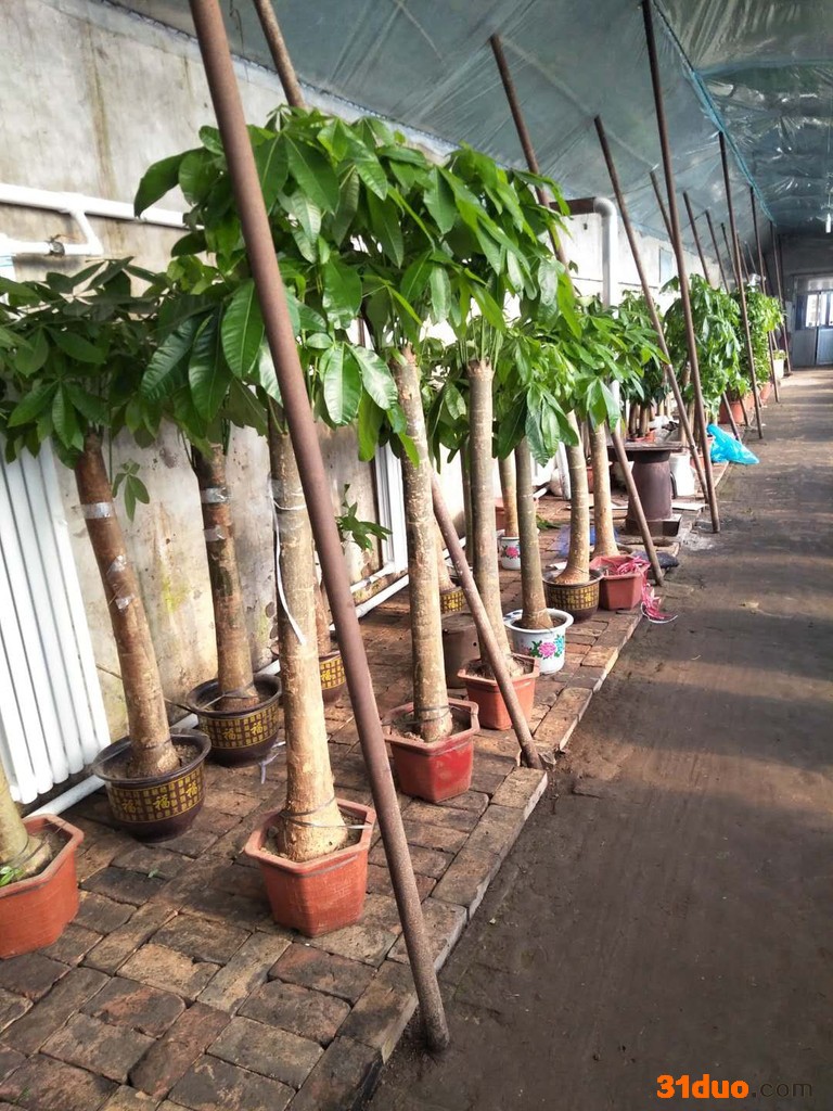 启景花卉大型 租花