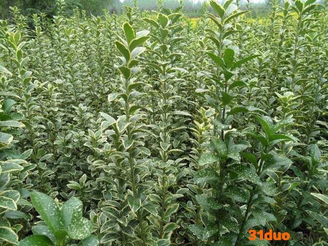 供应--水蜡50--60H花卉