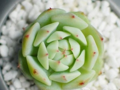 静夜 韩国进口多肉植物盆栽花卉肉肉植物办公室内绿植花卉