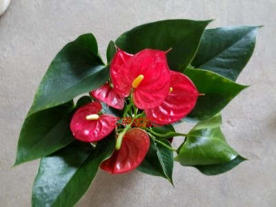 室内花卉 红掌-骄阳120#东星花场直销