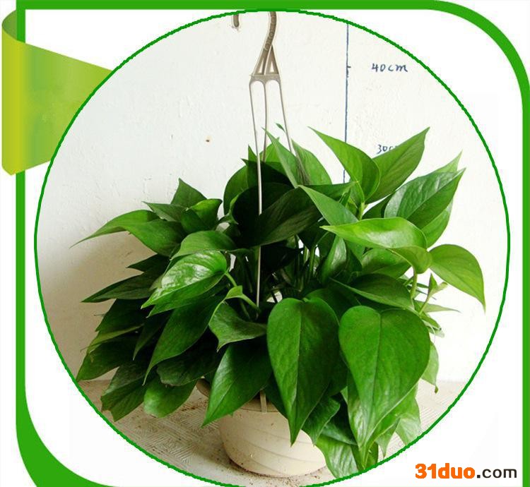 广州西藏庭院花卉大小盆栽绿萝吊兰,180及360叶掉绿萝花