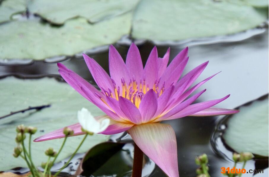 水生植物 睡莲苗 **水生花卉 大量睡莲苗种 基地实拍