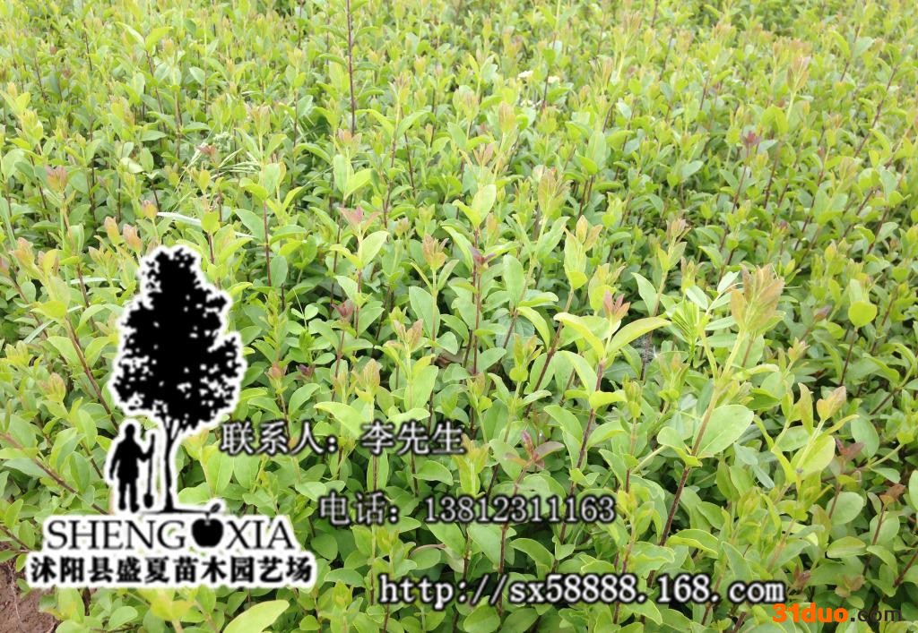 小叶女贞 花卉绿化  女贞苗木批发